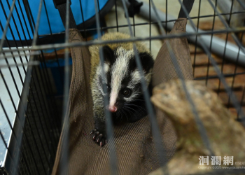 搶救白鼻心寶寶 花蓮縣府送交專業救護 盼幼獸重返自然懷抱
