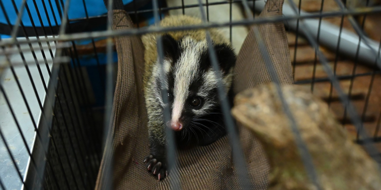 搶救白鼻心寶寶 花蓮縣府送交專業救護 盼幼獸重返自然懷抱