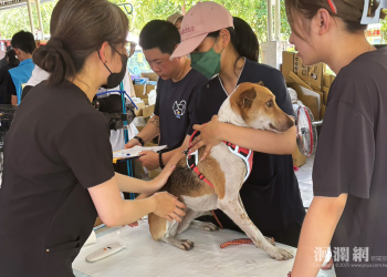 獸醫與志工通力合作奏效 災區犬貓救援突破一百隻