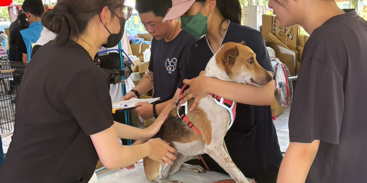 獸醫與志工通力合作奏效 災區犬貓救援突破一百隻
