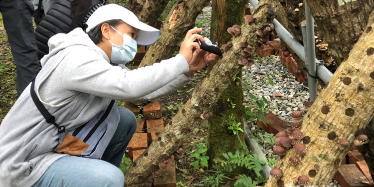 香菇栽培看這裡 花蓮分署教會你