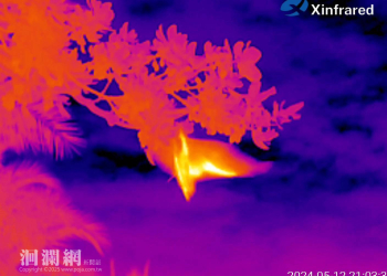 城市星空下的守護者—揭開臺灣狐蝠秘密生活