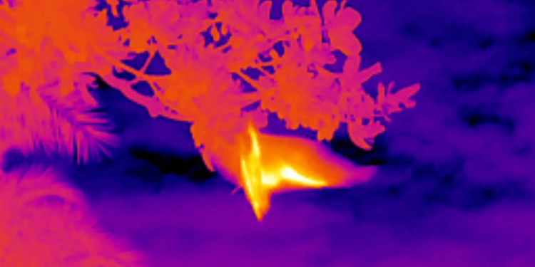 城市星空下的守護者—揭開臺灣狐蝠秘密生活