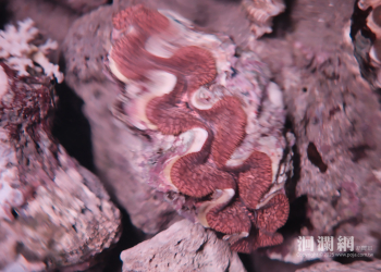 東管處攜手部落守護「海中玫瑰」：科研與部落攜手開啟硨磲貝復育