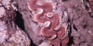 東管處攜手部落守護「海中玫瑰」：科研與部落攜手開啟硨磲貝復育