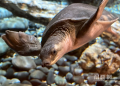 遠雄海洋公園歡迎新朋友豬鼻龜 啟動動物救援守護海洋