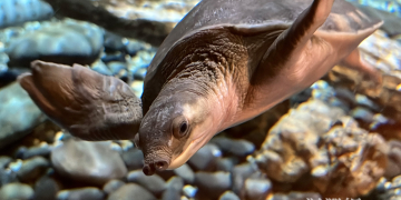 遠雄海洋公園歡迎新朋友豬鼻龜 啟動動物救援守護海洋
