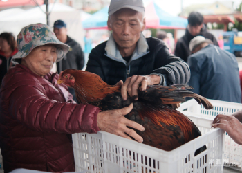 吉安鄉客家文化藝術節五穀宮閹雞大賽14斤9兩奪冠