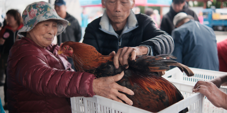 吉安鄉客家文化藝術節五穀宮閹雞大賽14斤9兩奪冠