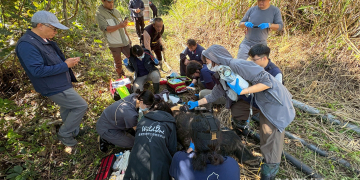 黑熊阿里曼西肯二度野放後仍多次侵擾，林保署捕捉送動物園安置