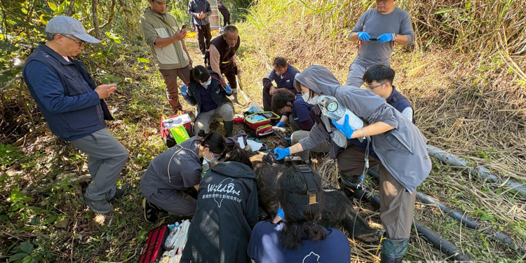 黑熊阿里曼西肯二度野放後仍多次侵擾，林保署捕捉送動物園安置
