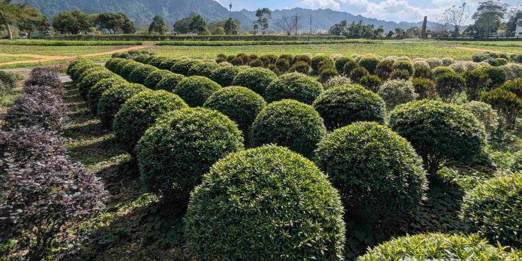 與你馬吉在一起．森遊花蓮 邀民您走入山林迎新年