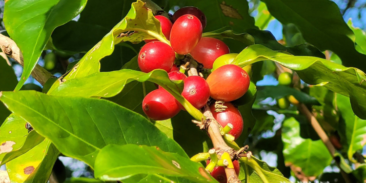 花東精品咖啡 體驗山海香醇