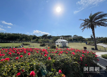 花蓮市區三大百花景點 春節走春繽紛新年