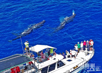 太平洋的回信—廖鴻基《浮島》新書 多羅滿賞鯨發起「海洋傳遞計畫」 888 元邀請民眾送書進校園