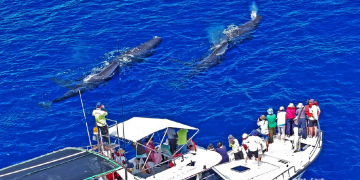 太平洋的回信—廖鴻基《浮島》新書 多羅滿賞鯨發起「海洋傳遞計畫」 888 元邀請民眾送書進校園