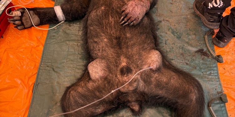 黑熊侵擾部落誘捕野放後重返掠食雞隻 林保署花蓮分署再次捕捉並暫時收容