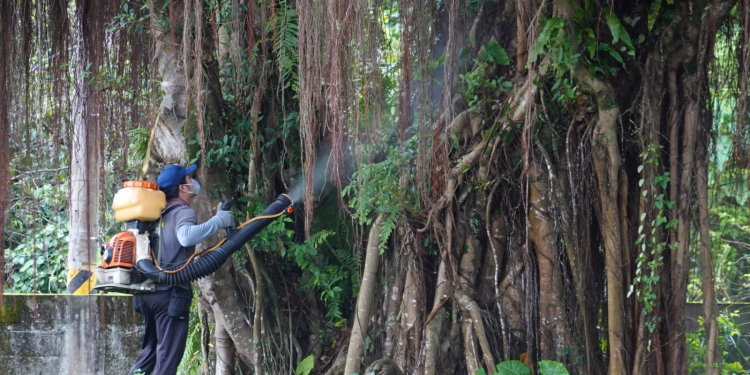提前防治小黑蚊 花蓮市公所於國福國小周邊執行環境噴藥
